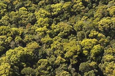 Forests