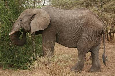 Elephant