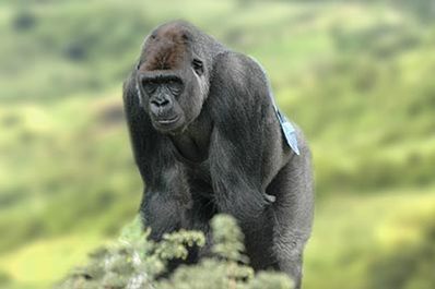 Gorilla