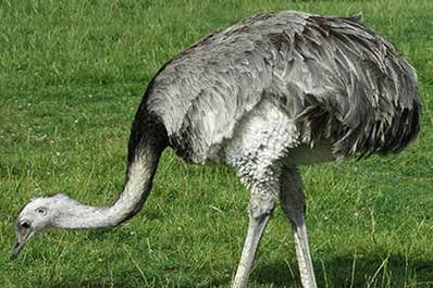 Ostrich