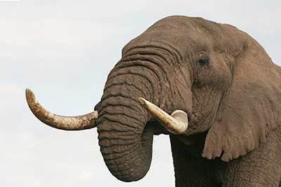 Head