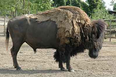 Bison