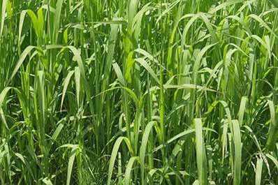 Grass Tall