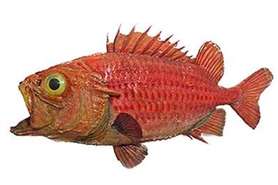 High Res Animal Pictures & Background Images High Res Animal Pictures & Background Images
