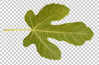 Leaves