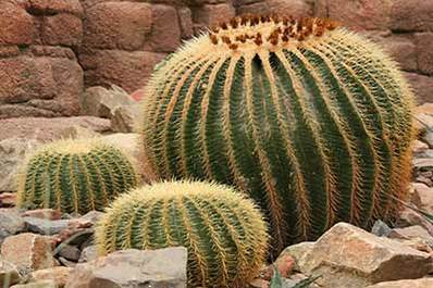 Desert