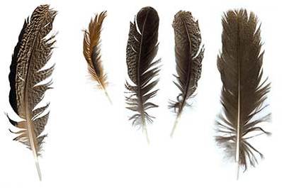 Feathers