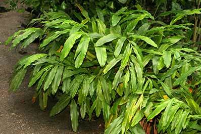 Tropical Foliage