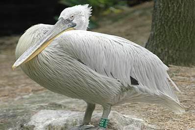 High Res Animal Pictures & Background Images High Res Animal Pictures & Background Images