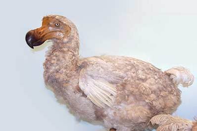 Various Birds