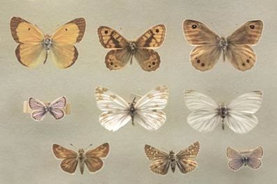 Insects