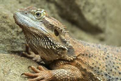 Reptiles