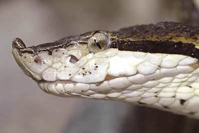 Snakes