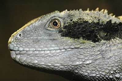 Other Reptiles