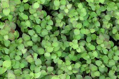 Groundplants