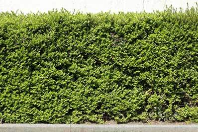 Hedges 