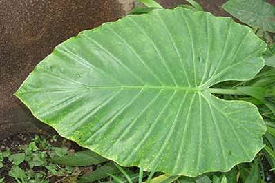 Tropical Leaves