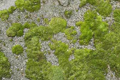 Moss
