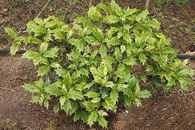 Single plants