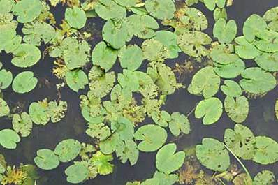 Waterplants