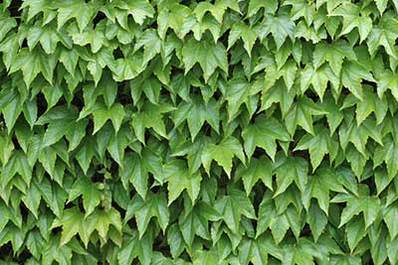 Ivy