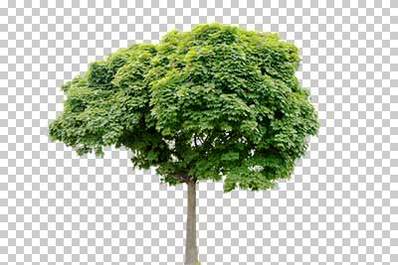 Trees