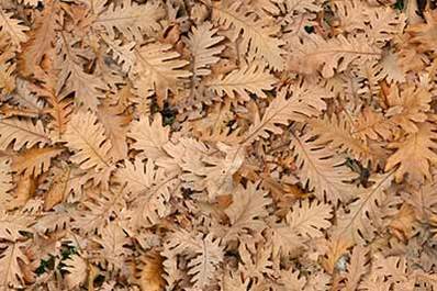 Leaves Dead