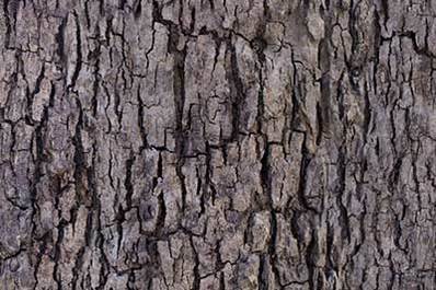 Tree Bark