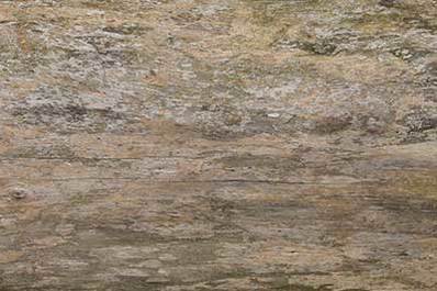 Stripped bark
