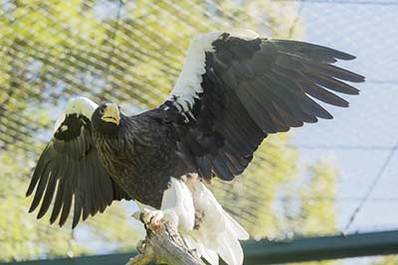 Bird of Prey