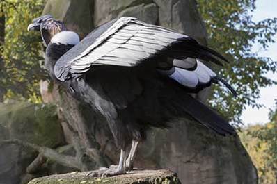 Vulture