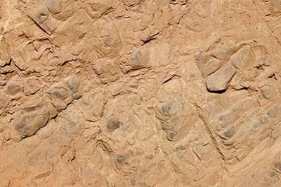 Arid