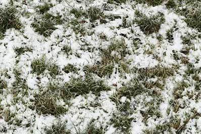 Grass Frozen
