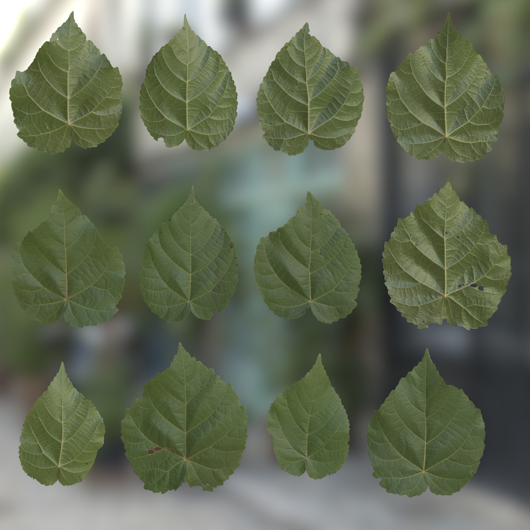 3d Scanned Silver Lime Tree Leaves Atlas 01,What Is Triple Sec Used For