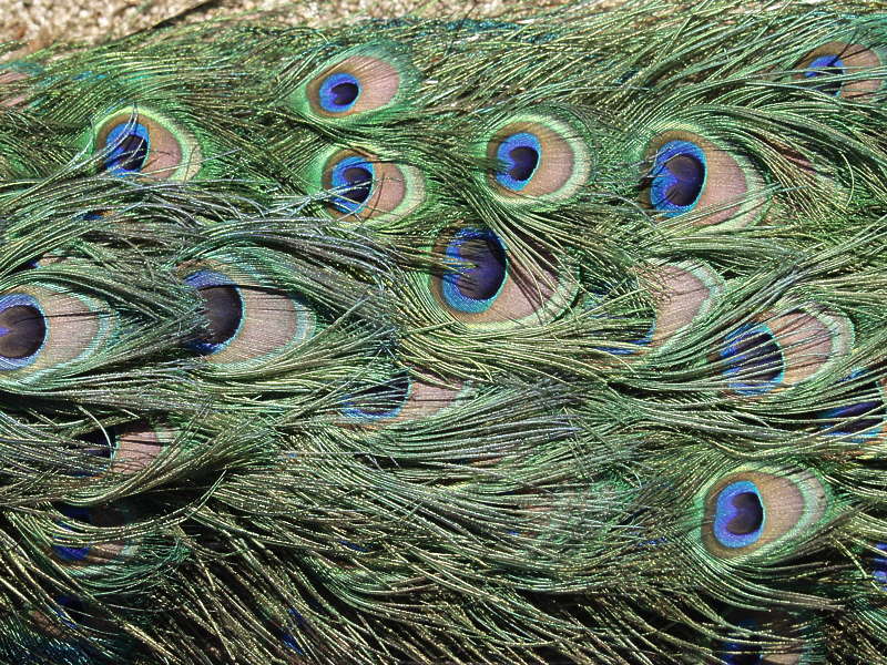 Peacock0008 - Free Background Texture - animal bird peacock feathers