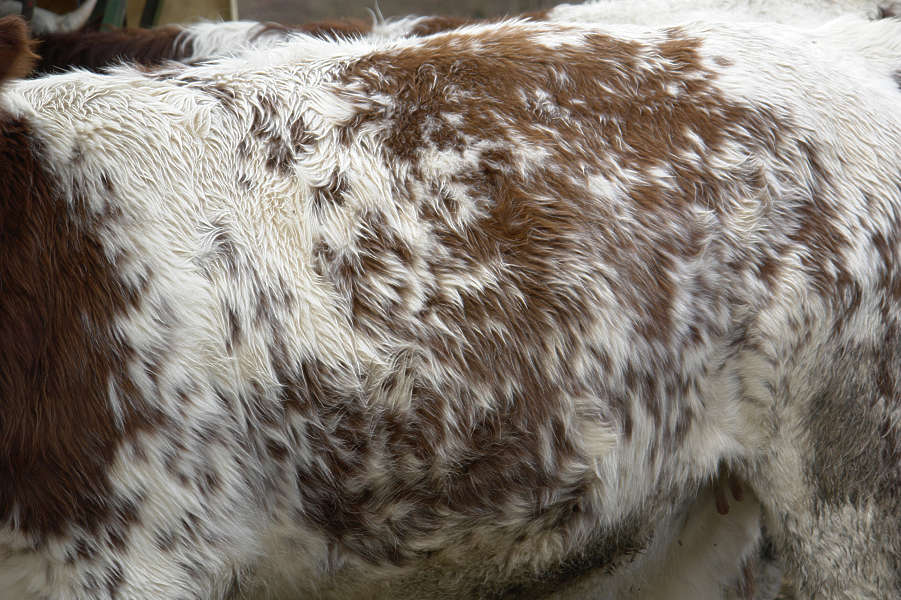 AnimalsDomestic0010 - Free Background Texture - animal cow body fur