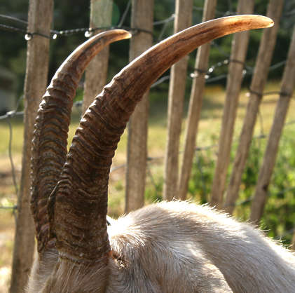 goat goats animal horn tusk horns
