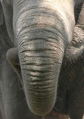 Elephant0104 - Free Background Texture - animal elephant skin trunk ...