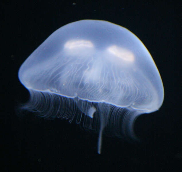 Fish0012 - Free Background Texture - jellyfish jelly fish