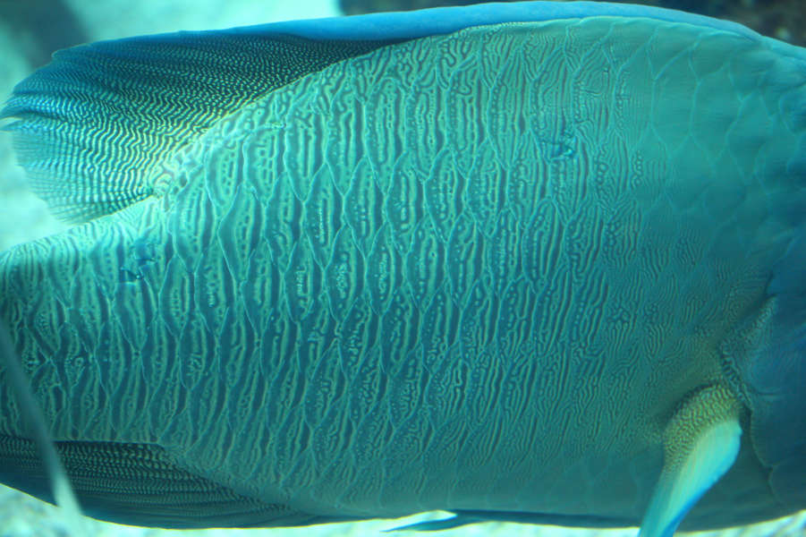 Fish0024 - Free Background Texture - fish tropical scales closeup green