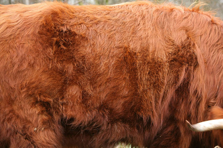 Fur0017 - Free Background Texture - animal fur rough highland cow