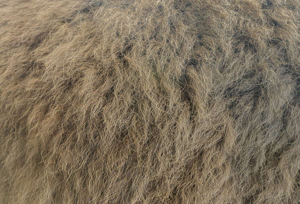 gray fur animal age gray fur animal age
