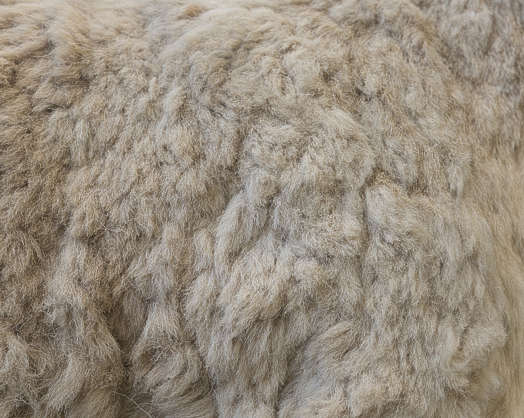 gray fur animal age