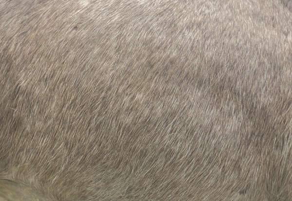 gray fur animal age