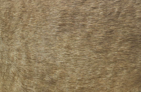 Fur texture – Soft brown flowing and seamless