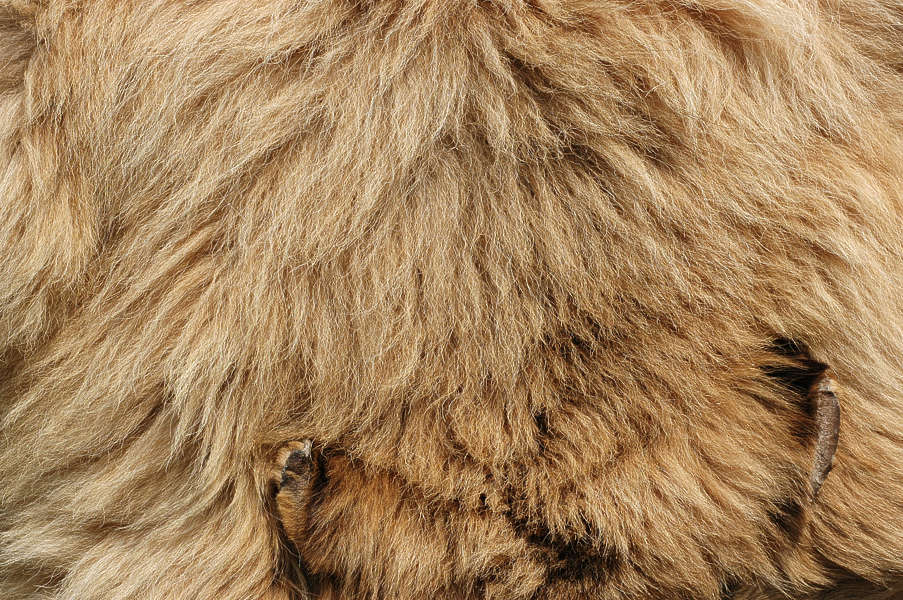 Fur0001 - Free Background Texture - animal fur hair hairy hairs brown