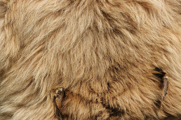 Free Stock Photo of Brown fluffy animal fur texture