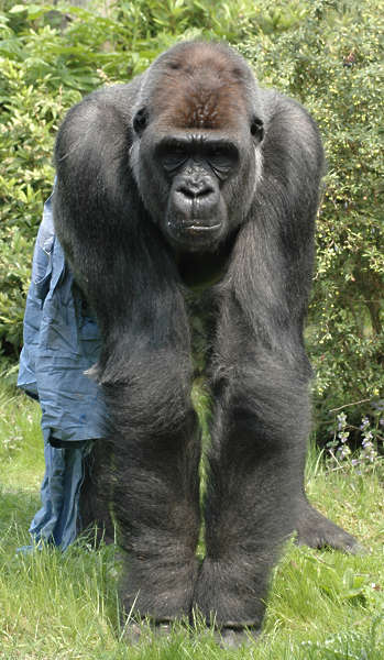 Gorilla0006 - Free Background Texture - animal gorilla brown dark gray