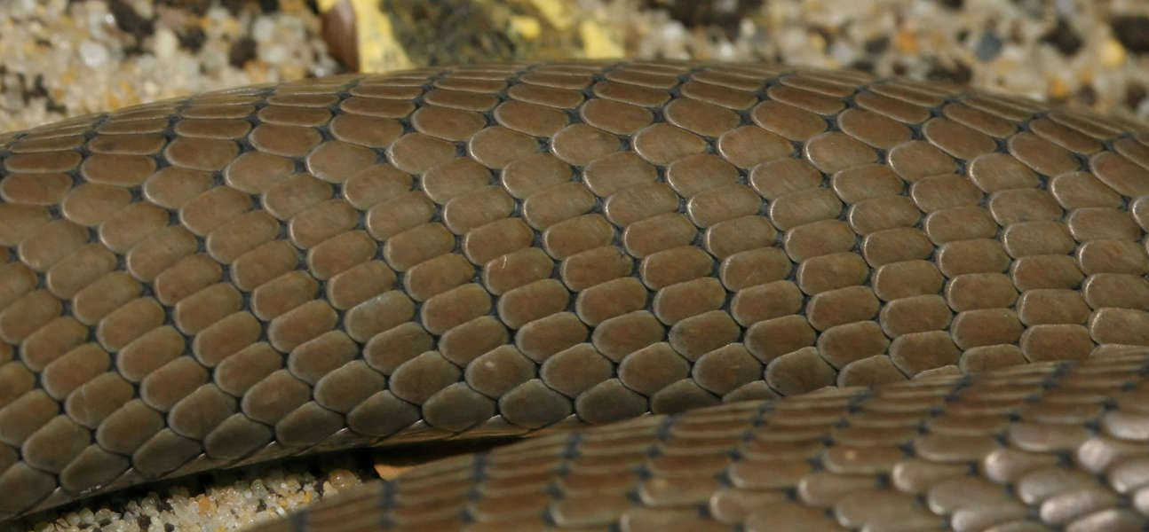 Reptiles0086 - Free Background Texture - snake scales