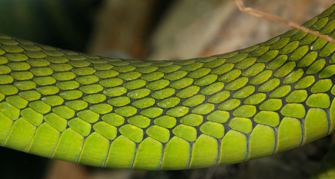 Reptiles0021 - Free Background Texture - snake reptile scales scale